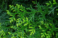 SOOTHING HINOKI BALM