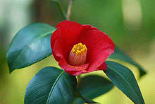 100% PURE JAPANESE CAMELLIA OIL