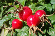 ORGANIC ROSEHIP SEED OIL CO2