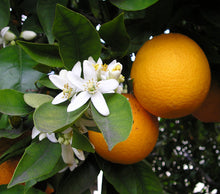 SWEET ORANGE SHOWER GEL